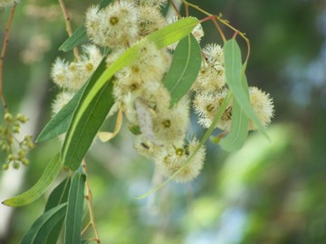 Eucalyptus camaldulensis